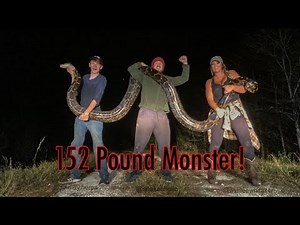 6 Pythons in One Night! South Florida Everglades