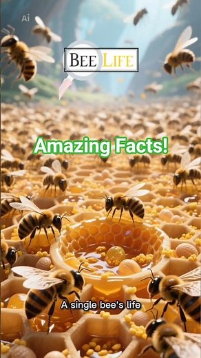 The Secret Life Cycle of a Honey Bee 🐝 Amazing! #nature