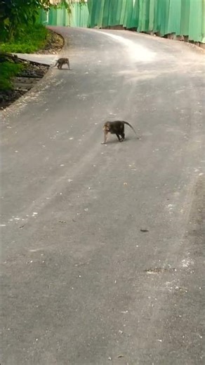 ᭚ᬯᬦᬭ᭟ (Wanara) Bojog ᮙᮧᮑᮦᮒ᮪. Monyet Monkey #wanara #monyet #monkey #monkeys 1143