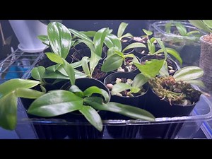 三种植料种蝴蝶兰瓶苗，用它长得出奇的好！Grow Phalaenopsis in 3 different media. This media got the best result!