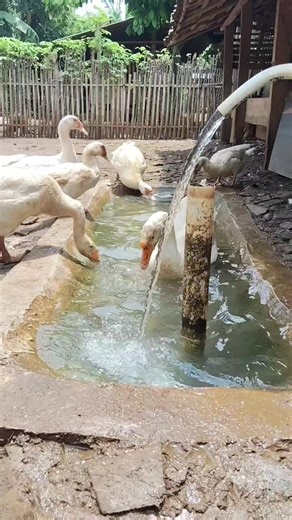 Membersihkan Kolam Entok dengan Cinta