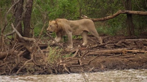 Watch what happens when a buffalo charges a lioness
