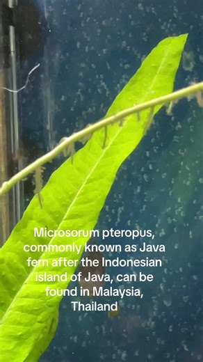 Explore Microsorum Pteropus: The Java Fern Plant