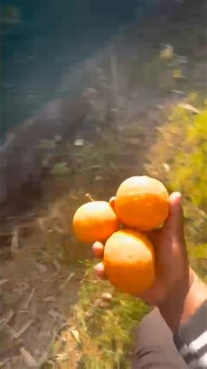 Khati 😋 sour Village Fruit from Tree 🍋 | खेतों का सुकून #villagelife #nature #fruitpicking #viral