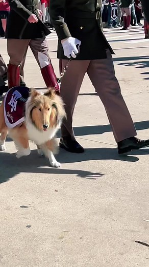 #tamu #texasaggies #aggie #corpsofcadets #missrev # | miss reveille