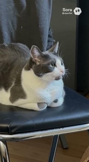 Trailer Park Cats: "Do You See Her Sitting on My Chair Again?" 😹🪑