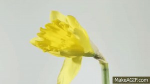 Daffodil flower opening time lapse on Make a GIF