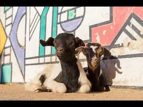 July x Mjaphethe x Nduna x Majazi (Imbizo) - Impilo Inje