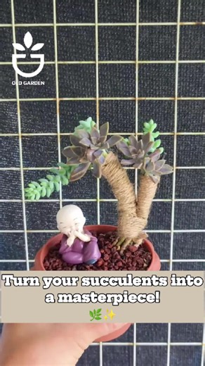 Turn your succulents into a masterpiece