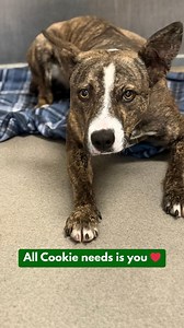 Meet Cookie 🍪 — a brave girl taking her first steps toward a new life 💫 She’s been evolving little by little from scared to slightly more trusting. We’re estimating this unspayed Shepherd mix to be about 1 year old. Cookie will blossom with a family who will help her build her confidence — can that be you? Be gentle and show her a safe home, and she’ll shine! ✨ Please share to help Cookie find a new home 🙌 She’s located at AFV: 33751 Mission Trail, Wildomar, CA 92595. To inquire about adoptio