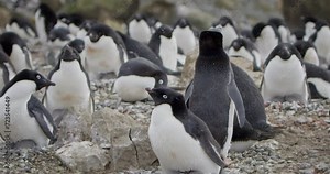 Close up shot, showing Adelie Penguins being together in a pack, calling for their Partner.