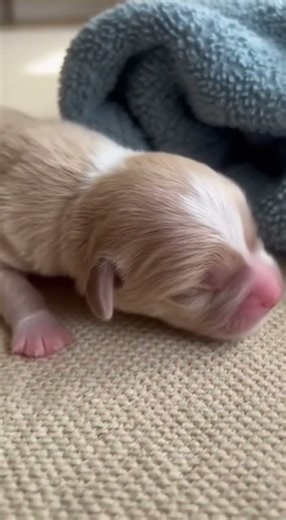 Super Cute Newborn Puppies Just Days Old 😍🐶 | Adorable Puppy Moments #puppy #newbornpuppies #shorts
