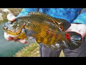Catching Crazy Looking Fish right in Miami | Field Trips Florida | Field Trips with Robert Field