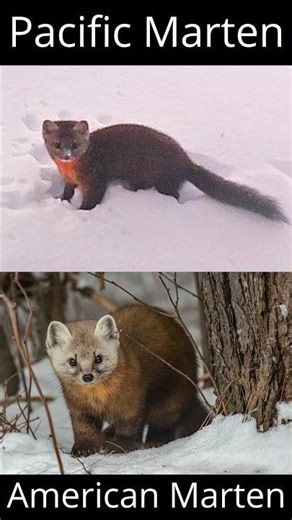 Pacific Marten