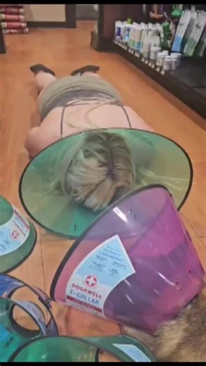 Bad licker! #bosleys #rosedog #bestfriend #dogsoftiktok #redheelerrosie #funny #jokes #hilariousvideos @Jenn Montgomery