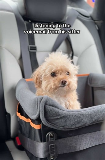 Awkward Smiles: Funny Moments with Toy Poodles