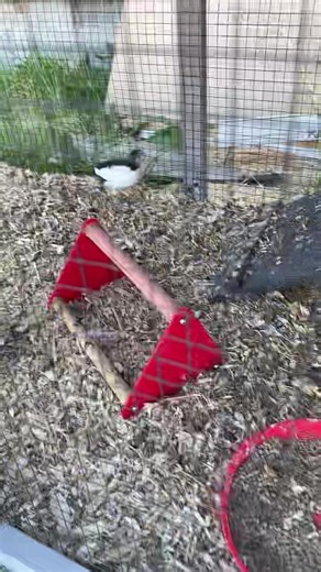 Button quail update #buttonquail #homestead