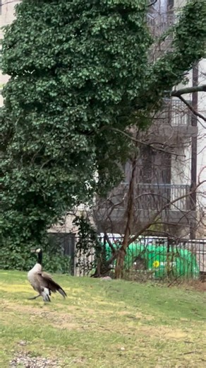 Rover Concepts | Hawk vs baby geese…INSANE • #hawk #goose #nature #insane | Instagram