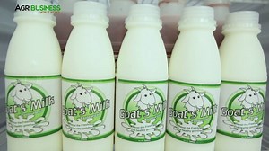 Goat farming and dairy goat processing. Business Idea for small Filipino farmers, develop by Small Ruminant Center - Centrl Luzon State University. | Agribusiness