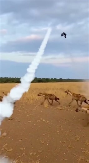 💨🦨Skunk Family Blasts a Huge Spray and Shoots Into the Air to Escape Hyenas!