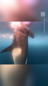 320K views · 477 reactions | Members of the U.S. Coast Guard caught this up-close video and audio footage of an orca pod in waters off the coast of Antarctica last month — and you have to hear it to believe it. ‘Finally got a good recording of the orchestra,’ USCG Fireman Niall Shannon wrote on Instagram. | NowThis Earth | Facebook