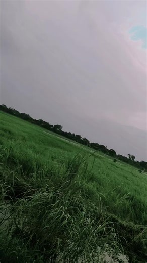 Exploring a Serene Green Landscape in Nature