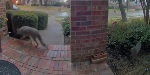 VIDEO: Coyote and bobcat caught playing tag on Texas doorbell cam