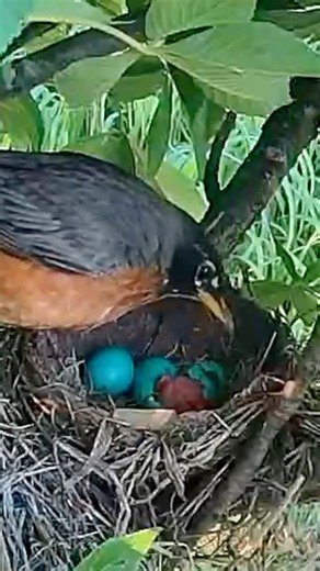 Mother Robin Breaks the Egg of Her Hatchling