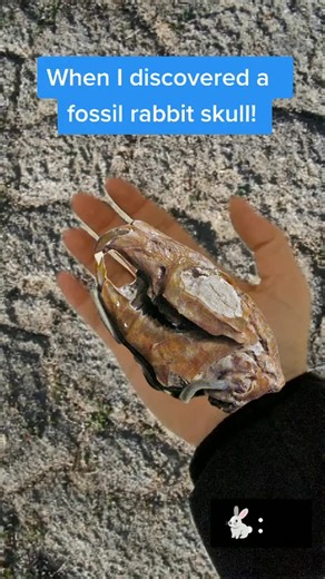 Joannasaurus - The Dinosaur Lady on Instagram: "Why are the best fossils always found on the last day of field work? This discovery happened during my Master’s thesis field work in the Haughton Crater in Nunavut in 2010. The fossils found in that crater are ~20-24 million years old (including the new species of hornless rhino that was announced recently by the @museumofnature ). Geologic and paleontologic evidence tell us they lived next to a lake, that formed in an impact crater, and surrounded