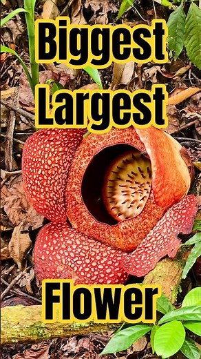 Biggest & Largest Flower in the world, Rafflesia. #rafflesia