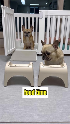 Elevated French Bulldog Food: EasyEat Bowls for Griffin and Haru Owners