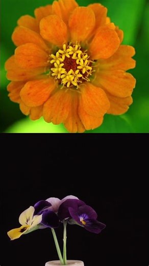 Did you know roses can have different shades of their col...