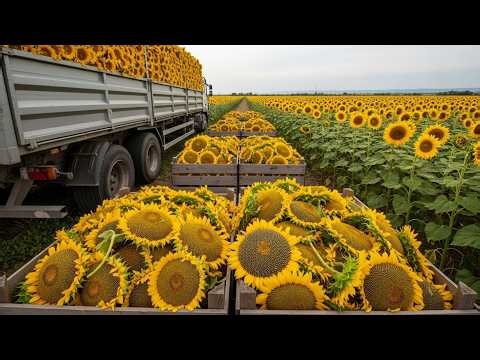 How 2.5 Billion Pounds of Sunflowers Are Harvested for Oil Production