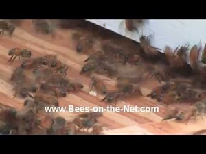 How to Capture a Honeybee Swarm - www.Bees-on-the-Net.com