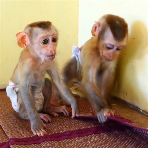 Spoil Monkey Jacky&jenny Are Very Hungry... . . . #reel #cute #animals #lovely #newbornbabymonkey #monkey | Cute Baby Monkey