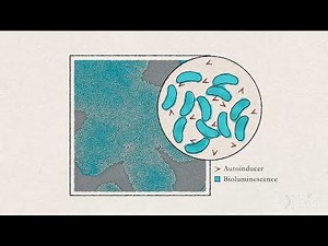 Bacterial Growth and Quorum Sensing