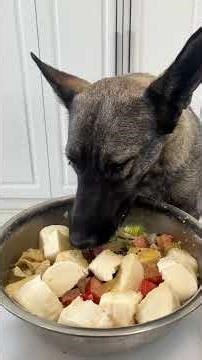 养狗就是这么简单,简简单单又是一餐#不养狗不知道养狗的乐趣 #germanshepherd #cooking #food