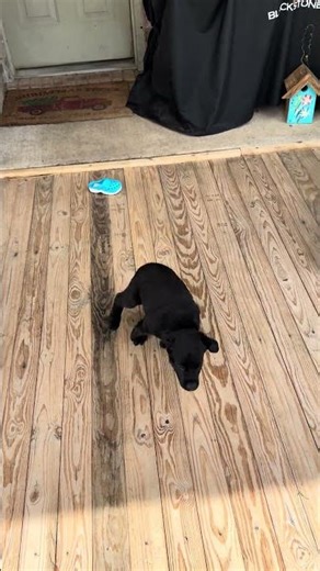 7 weeks old lab Luna have fun with her new toy