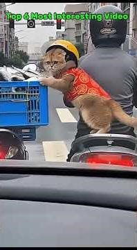 Cat VS Fish: Who wins? 😂 #shorts #funnycats #pets #viral #comedy #catvideos