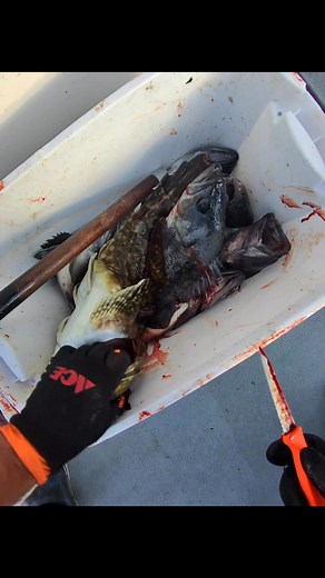 17K views · 104 reactions | How to bleed a Cabezon #fishing #saltlife #pnw #howto #rockfish | Pnwcoastfishing | Facebook