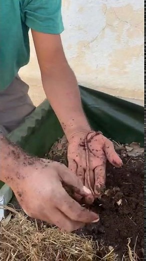 Healthy Earthworm for Vermi compost