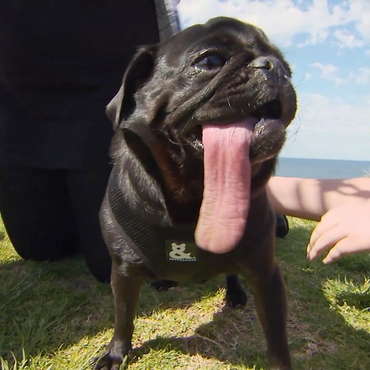 Dog has the longest tongue! 👅 | Bondi Vet