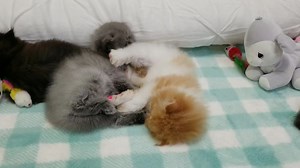 8.9K views · 1.5K reactions | Babies in the kitten crib!  Watch these sweet little siblings rolling and playing around with one another, it simply melts your heart. See more of our kittens on our website: www.dollfacepersiankittens.com | Dollface Persian Kittens | Facebook