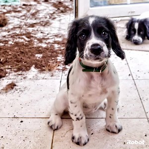 Meet the newest member of the Roomba® vacuuming robot family — the...