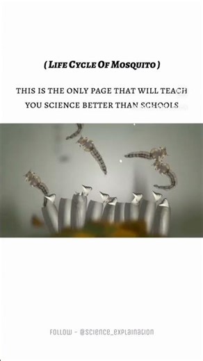 Life cycle of mosputo #facts #reelchallenge #factvideo #cycle