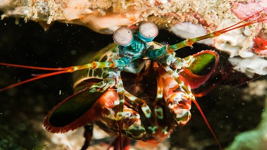 Peacock Mantis Shrimp