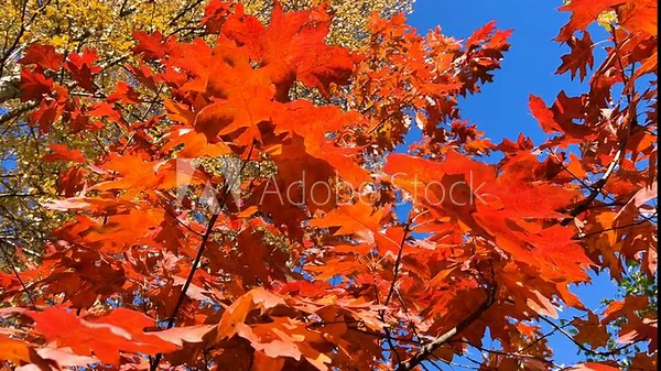 Treetops with yellow birch and poplar leaves, red quercus rubra (northern red oak) leaves sway in the gusts of windagainst a bright blue sky. Video footage from a low angle. The carousel effect.