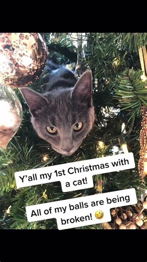 #christmascat #myfamiliar #fyp #familiarsoftiktok #catlover #Shorts #andrea.inneralchemy