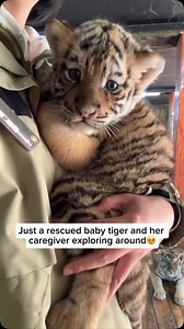 A rescued tiger cub and her caregiver explore the wildlife park together, strengthening their bond along the way. The little cub, still too young to roam freely, clings to her caregiver as she’s gently lifted, feeling safe in their arms. Her curious eyes take in the surroundings, her small paws gripping tightly as she observes the world from a higher view. With each step, she’s learning about her environment while finding comfort in the presence of someone who cares for her. Credit unknown Pleas