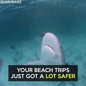 2.4M views · 2.7K reactions | This company have invented a shark repellent | VT | Facebook